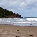 AUS QLD CapeTribulation 2010OCT18 026 : 2010, 2010 - No Doot Aboot It Eh! Tour, Australia, Cape Tribulation, Date, Month, October, Places, QLD, Trips, Year