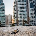 AUST QLD Coolangatta 2016OCT07 Beach 026 : 2016, Australia, Coolangatta, Date, Month, October, Places, QLD, Year