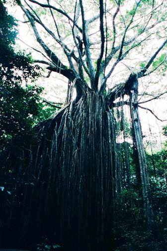 AUS QLD CurtainFigTree 2001JUL17 001
