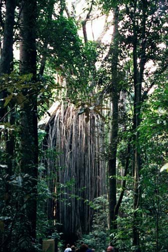 AUS QLD CurtainFigTree 2001JUL17 002