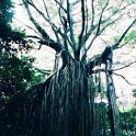 AUS QLD CurtainFigTree 2001JUL17 001  Just outside the town of Yungaburra is the Curtain Fig Tree. The tree is of the species Ficus virens which is a strangler fig tree : 2001, 2001 The "Gruesome Twosome" Australian Tour, Australia, Curtain Fig Tree, Date, July, Month, Places, QLD, Trips, Year