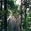 AUS QLD CurtainFigTree 2001JUL17 002  It is one of the largest trees in north Queensland, and one of the best known attractions on the Atherton Tablelands. : 2001, 2001 The "Gruesome Twosome" Australian Tour, Australia, Curtain Fig Tree, Date, July, Month, Places, QLD, Trips, Year