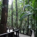AUS QLD FraserIsland 2010SEPT17 CentralStation 005  Located around Central Station is superb open rain forest and the home to the massive Angiopteris ferns, this species has the largest fern fronds in the world. : 2010, 2010 - No Doot Aboot It Eh! Tour, 2010 Sydney Golden Oldies, Alice Springs Dingoes Rugby Union Football Club, Australia, Central Station, Date, Fraser Island, Golden Oldies Rugby Union, Month, Places, QLD, Rugby Union, September, Sports, Teams, Trips, Year