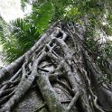 AUS QLD FraserIsland 2010SEPT17 CentralStation 009  Massive Satinay trees can be found in the upper catchment area of Wanggoolba Creek, amid palms and rainforest. : 2010, 2010 - No Doot Aboot It Eh! Tour, 2010 Sydney Golden Oldies, Alice Springs Dingoes Rugby Union Football Club, Australia, Central Station, Date, Fraser Island, Golden Oldies Rugby Union, Month, Places, QLD, Rugby Union, September, Sports, Teams, Trips, Year