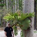 AUS QLD FraserIsland 2010SEPT17 CentralStation 013  A boofhead with a Lions Head fern??? : 2010, 2010 - No Doot Aboot It Eh! Tour, 2010 Sydney Golden Oldies, Alice Springs Dingoes Rugby Union Football Club, Australia, Central Station, Date, Fraser Island, Golden Oldies Rugby Union, Month, Places, QLD, Rugby Union, September, Sports, Teams, Trips, Year
