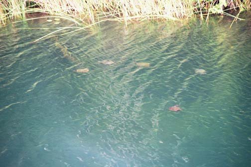 AUS QLD LakeBarrine 2001JUL17 005