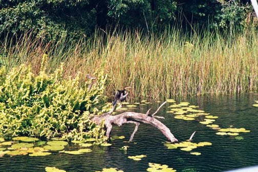 AUS QLD LakeBarrine 2001JUL17 006