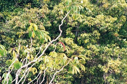 AUS QLD LakeBarrine 2001JUL17 008