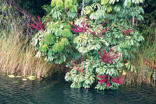 AUS QLD LakeBarrine 2001JUL17 009