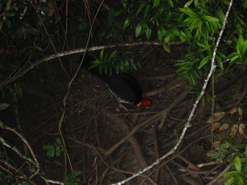 AUS QLD LakeBarrine 2001JUL17 013