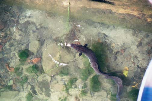 AUS QLD LakeBarrine 2001JUL17 014