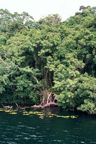 AUS QLD LakeBarrine 2001JUL17 016