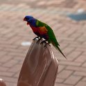 AUS QLD MagneticIsland 2010OCT21 002  They managed to find a couple of Rosella's on the way. : 2010, 2010 - No Doot Aboot It Eh! Tour, 2010 Sydney Golden Oldies, Alice Springs Dingoes Rugby Union Football Club, Australia, Date, Golden Oldies Rugby Union, Magnetic Island, Month, October, Places, QLD, Rugby Union, Sports, Teams, Trips, Year