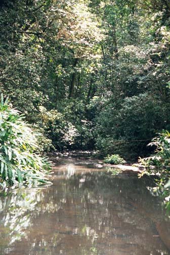 AUS QLD MillaaMillaaFalls 2001JUL17 004