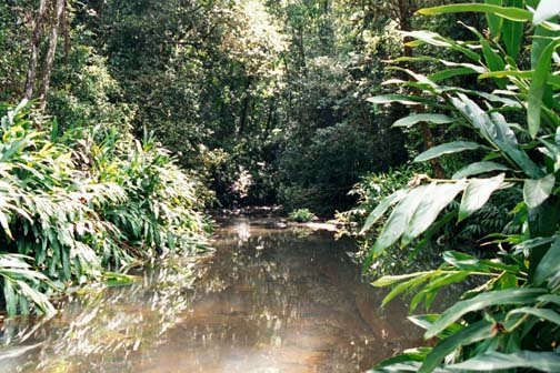 AUS QLD MillaaMillaaFalls 2001JUL17 005