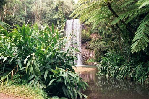 AUS QLD MillaaMillaaFalls 2001JUL17 006