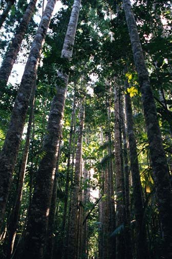 AUS QLD ParonellaPark 2001JUL17 006