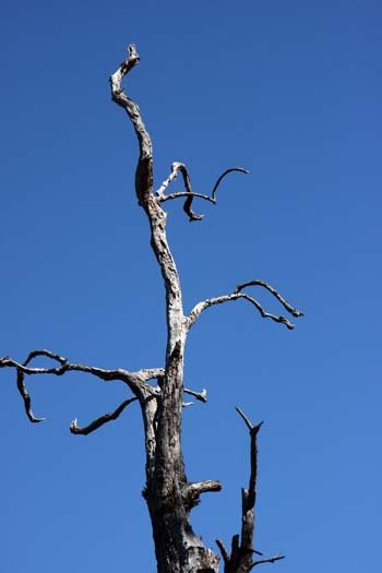 AUS QLD WallamanFalls 2009JUL17 020