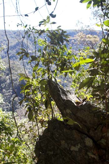 AUS QLD WallamanFalls 2009JUL17 029