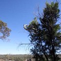 AUS QLD WallamanFalls 2009JUL17 008 : 2009, Australia, Date, July, Month, Places, QLD, Wallaman Falls, Year