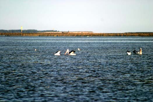 AUS SA SmokyBay 2004MAY25 036