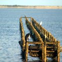 AUS SA SmokyBay 2004MAY25 032  These oyster beds are called the long line style. Yeah, I know it doesn't mean much to you, but it's the new way of oyster management. : 2004, 2004 - The "Get Fluxed" Australian Tour, Australia, Date, May, Month, Places, SA, Smoky Bay, Trips, Year