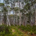 AUS TAS DerwentBridge 2015JAN25 TWITW 002 : 2015, 2015 - Tasmanian Travels, Australia, Date, Derwent Bridge, Golden Oldies Rugby Union, January, Month, Places, Rugby Union, Sports, TAS, The Wall In The Widerness, Trips, Year
