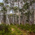 AUS TAS DerwentBridge 2015JAN25 TWITW 003 : 2015, 2015 - Tasmanian Travels, Australia, Date, Derwent Bridge, Golden Oldies Rugby Union, January, Month, Places, Rugby Union, Sports, TAS, The Wall In The Widerness, Trips, Year