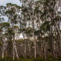 AUS TAS DerwentBridge 2015JAN25 TWITW 004 : 2015, 2015 - Tasmanian Travels, Australia, Date, Derwent Bridge, Golden Oldies Rugby Union, January, Month, Places, Rugby Union, Sports, TAS, The Wall In The Widerness, Trips, Year