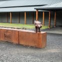 AUS TAS DerwentBridge 2015JAN25 TWITW 005 : 2015, 2015 - Tasmanian Travels, Australia, Date, Derwent Bridge, Golden Oldies Rugby Union, January, Month, Places, Rugby Union, Sports, TAS, The Wall In The Widerness, Trips, Year