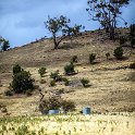 AUS TAS Hamilton 2015JAN25 025 : 2015, 2015 - Tasmanian Travels, Australia, Date, Hamilton, January, Month, Places, TAS, Trips, Year