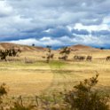 AUS TAS Hamilton 2015JAN25 028 : 2015, 2015 - Tasmanian Travels, Australia, Date, Hamilton, January, Month, Places, TAS, Trips, Year