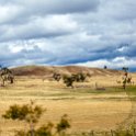 AUS TAS Hamilton 2015JAN25 029 : 2015, 2015 - Tasmanian Travels, Australia, Date, Hamilton, January, Month, Places, TAS, Trips, Year