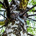 AUS TAS Hobart 2015JAN24 SaintDavidsPark 007 : 2015, 2015 - Tasmanian Travels, Australia, Date, Hobart, January, Month, Places, Saint Davids Park, TAS, Trips, Year