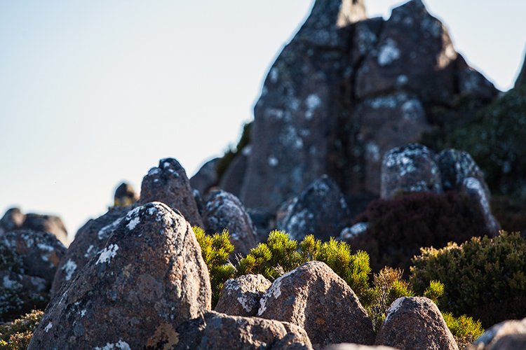AUS TAS MountWellington 2015JAN24 022