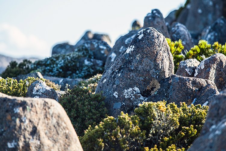 AUS TAS MountWellington 2015JAN24 023