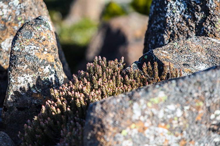 AUS TAS MountWellington 2015JAN24 025
