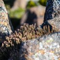 AUS TAS MountWellington 2015JAN24 025 : 2015, 2015 - Tasmanian Travels, Australia, Date, January, Month, Mount Wellington, Places, TAS, Trips, Year