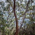 AUS TAS TasmanNP 2015JAN24 TasmansArch 011 : 2015, 2015 - Tasmanian Travels, Australia, Date, January, Month, Places, TAS, Tasman National Park, Tasmans Arch, Trips, Year