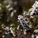 AUS TAS TasmanNP 2015JAN24 TasmansArch 022 : 2015, 2015 - Tasmanian Travels, Australia, Date, January, Month, Places, TAS, Tasman National Park, Tasmans Arch, Trips, Year