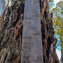 AUS VIC Echuca 2017DEC22 EchucaPort 009  Can't believe the height of the river Murray when in flood. : - DATE, - PLACES, - TRIPS, 10's, 2017, 2017 - More Miles Than Santa, Australia, Day, December, Echuca, Friday, Month, Port Of Echuca, VIC, Year