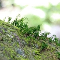 PYF Tahiti FaarumaiWaterfalls 2007FEB13 002  For my mind, a cool shot of some interesting plants growing on the rocks. : 2007, 2007 - Gone Troppo In Tahiti, Date, Faarumai Waterfalls, February, French Polynesia, Month, Oceania, Places, Tahiti, Trips, Year