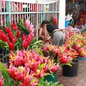 PYF Tahiti Papeete 2007FEB10 005  There were probably 20 flower vendors with som really interesting plants in all colors. : 2007, 2007 - Gone Troppo In Tahiti, Date, February, French Polynesia, Month, Oceania, Papeete, Places, Tahiti, Trips, Year