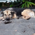 PYF Tahiti Teahupoo 2007FEB11 015  It's a dog's life isn't it??? : 2007, 2007 - Gone Troppo In Tahiti, Date, February, French Polynesia, Month, Oceania, Places, Tahiti, Teahupoo, Trips, Year