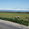 NZL MWT Dannevirke 2011SEPT21 003 : 2011, 2011 - Rugby World Cup, Dannevirke, Date, Manawatu-Wanganui, Month, New Zealand, Oceania, Places, September, Trips, Year