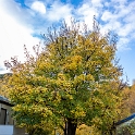 NZL OTA Arrowtown 2018MAY01 013 : - DATE, - PLACES, - TRIPS, 10's, 2018, 2018 - Kiwi Kruisin, Arrowtown, Day, May, Month, New Zealand, Oceania, Otago, Tuesday, Year