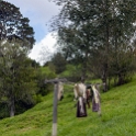 NZL WKO Matamata 2018APR18 Hobbiton 031 : - DATE, - PLACES, - TRIPS, 10's, 2018, 2018 - Kiwi Kruisin, April, Day, Hobbiton Movie Set, Matamata, Month, New Zealand, Oceania, Waikato, Wednesday, Year