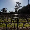 NZL WGN Martinborough 2011SEPT21 TeKairangaWines 002 : 2011, 2011 - Rugby World Cup, Date, Martinborough, Month, New Zealand, Oceania, Places, September, Te Kairanga Wines, Trips, Wellington, Year