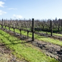 NZL WGN Martinborough 2011SEPT21 TeKairangaWines 003 : 2011, 2011 - Rugby World Cup, Date, Martinborough, Month, New Zealand, Oceania, Places, September, Te Kairanga Wines, Trips, Wellington, Year
