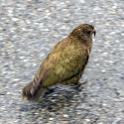 NZL WTC Otira 2018APR29 Viaduct 002  Not sure what these birds are, but there were plenty of signs in the area warning you that these creatures loves snacking on windscreen wipers and rubber door seals. : - DATE, - PLACES, - TRIPS, 10's, 2018, 2018 - Kiwi Kruisin, April, Day, Month, New Zealand, Oceania, Otira Viaduct, Sunday, West Coast, Year